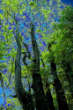 [photo   by  miller]